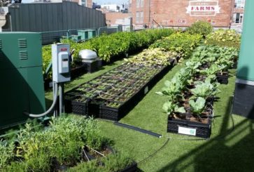 Chaffee Lends a “Green Thumb” to Fenway’s Garden Roof